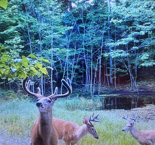 16355 Hunt Club Road, Lake Ann, MI 49650