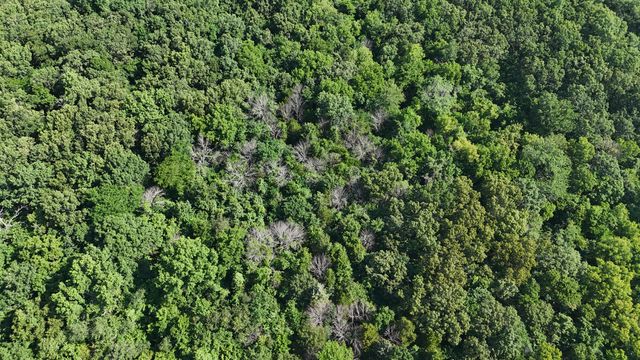 6815 Se Highway 54, Collins, MO 64738