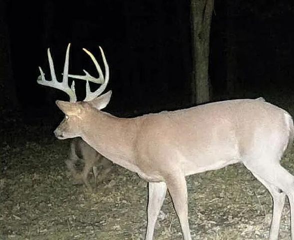 6815 Se Highway 54, Collins, MO 64738