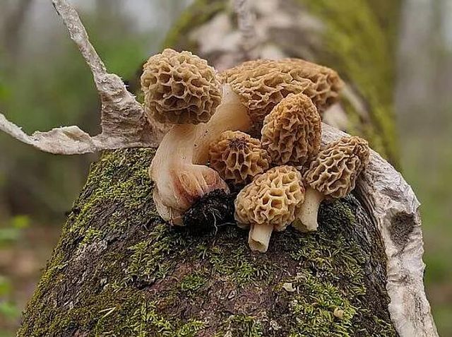 6815 Se Highway 54, Collins, MO 64738