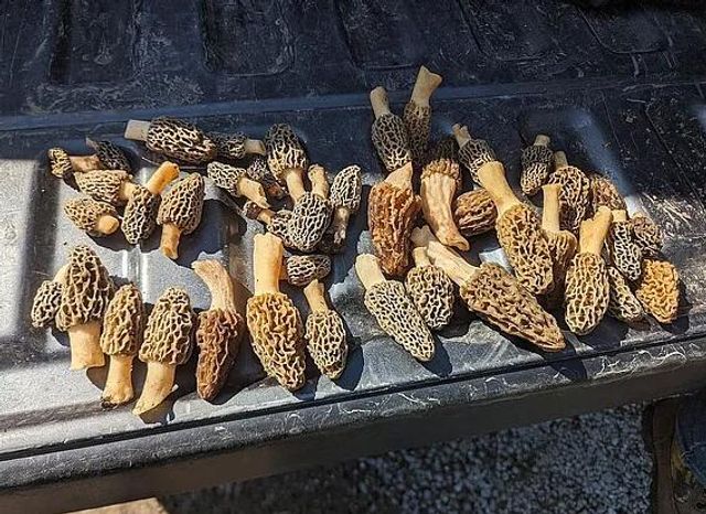 6815 Se Highway 54, Collins, MO 64738