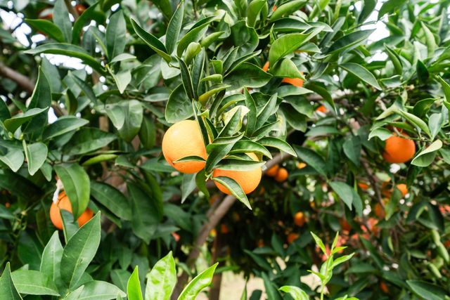 4009 Honey Rose Pl, Antelope, CA 95843