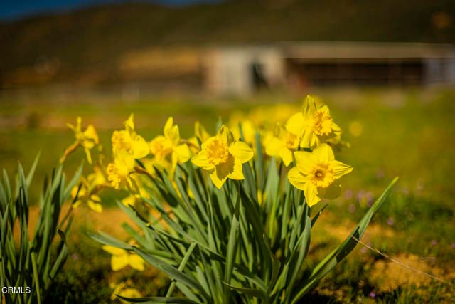 7343 Rose Valley Road, Ojai, CA 93023