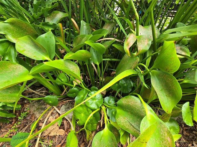 2043 NE 43RD STREET, Ocala, FL 34479