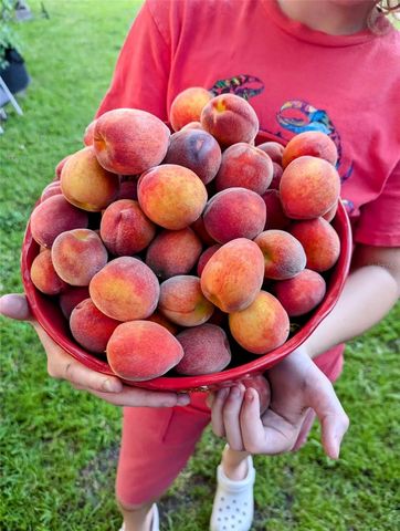 2043 NE 43RD STREET, Ocala, FL 34479