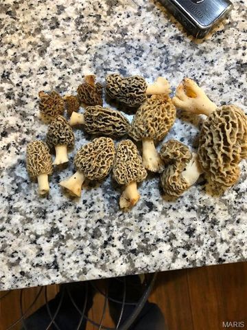 11373 Thunder Ridge Road, Richwoods, MO 63071