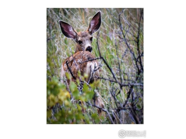 555 James Park Trl, Loveland, CO 80537