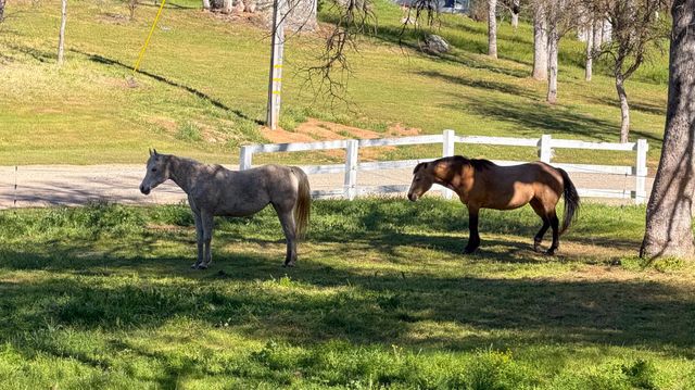 4421 Scrubby Oak Drive, Mariposa, CA 95338