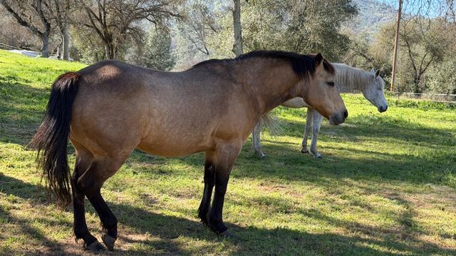 4421 Scrubby Oak Drive, Mariposa, CA 95338