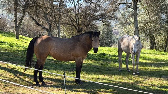 4421 Scrubby Oak Drive, Mariposa, CA 95338