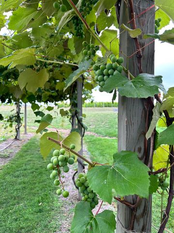 9224 E Duck Lake Road, Suttons Bay Twp, MI 49682