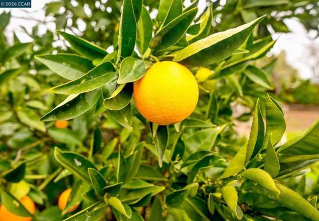 1593 Norine Dr, Pittsburg, CA 94565