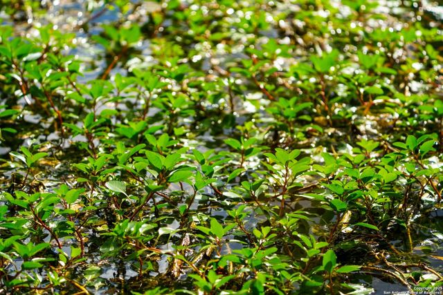 12937 FM 743, Kenedy, TX 78119