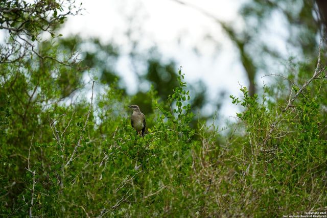 12937 FM 743, Kenedy, TX 78119