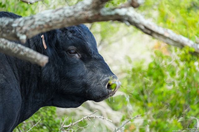 12937 FM 743, Kenedy, TX 78119