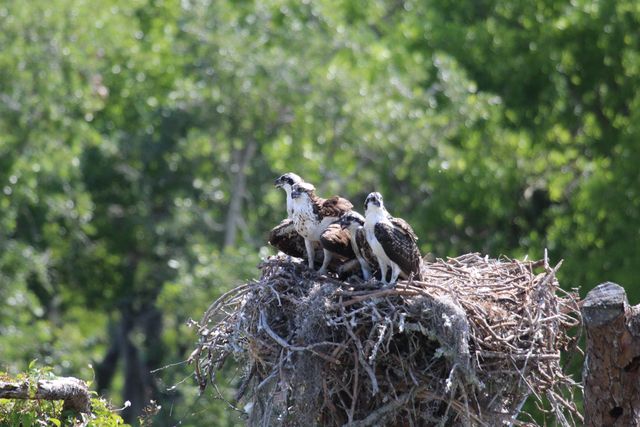 735 Pilot Lane, 814, Merritt Island, FL 32952