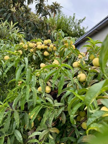 9752 Tareyton Ave, San Ramon, CA 94583