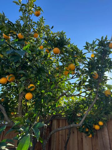 9752 Tareyton Ave, San Ramon, CA 94583