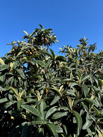 9752 Tareyton Ave, San Ramon, CA 94583