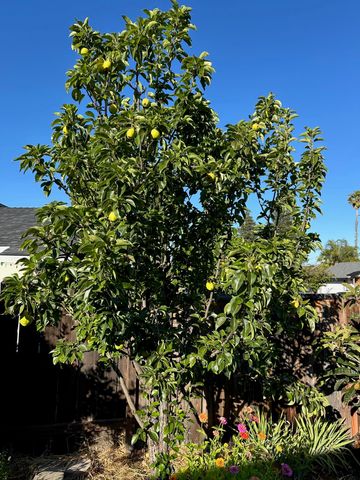 9752 Tareyton Ave, San Ramon, CA 94583