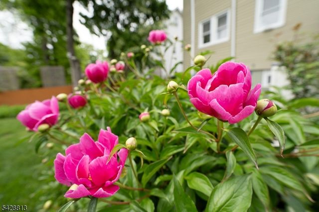 56 Woodside Rd, Maplewood Twp., NJ 07040