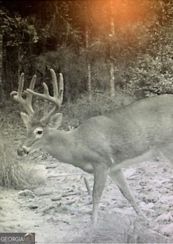 3978 WC Hodges Road, Statesboro, GA 30461