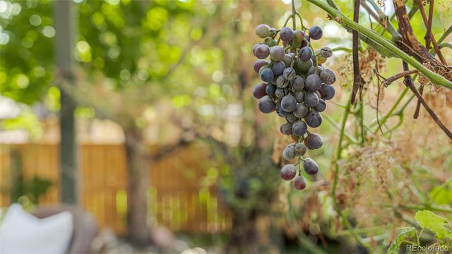 5334 Owens Street, Arvada, CO 80002