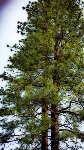 5333 Wilderness View Drive, Mariposa, CA 95338