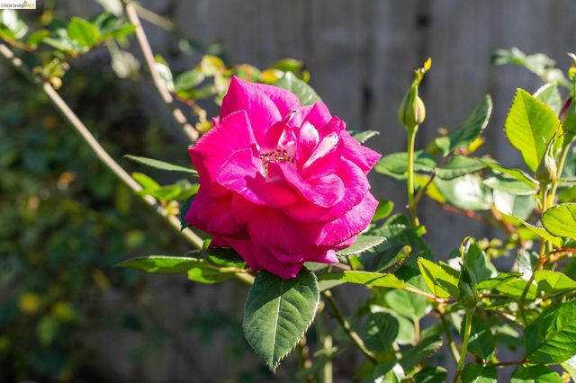 1234 Stannage Ave, Berkeley, CA 94706