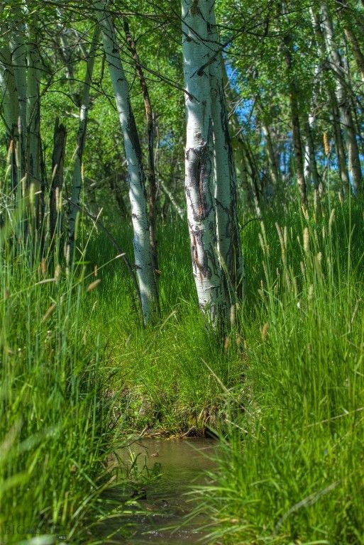 13830 (Lot A) Cottonwood Road, Bozeman, MT 59718 photo 17