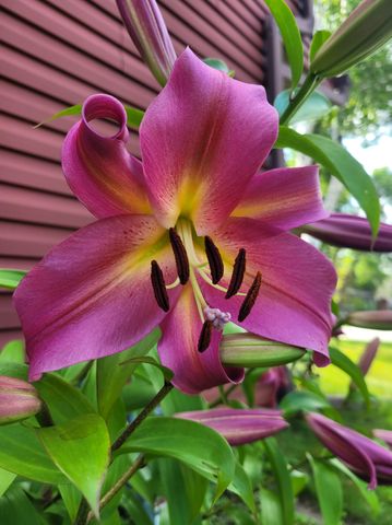 2916 6th Avenue NW, Rochester, MN 55901