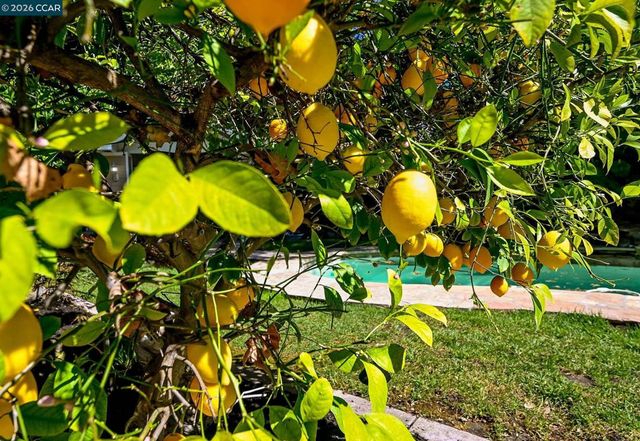 1496 Finley Lane, Alamo, CA 94507