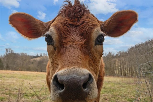 1355 Mitchell Rd, Pulaski, TN 38478