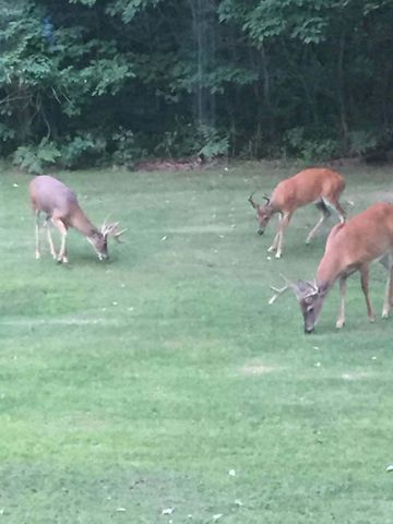 7050 N Poplar Road, Freesoil Twp, MI 49411