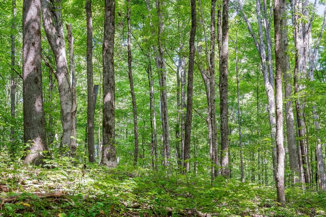 2641 Stamps Shady Grove Rd, Monterey, TN 38574