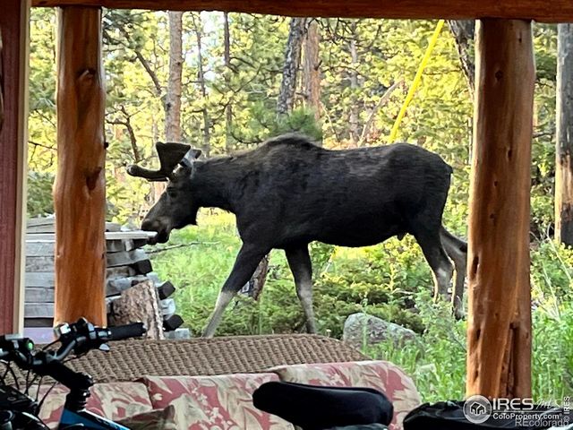 410 Eagle Tree Circle, Red Feather Lakes, CO 80545