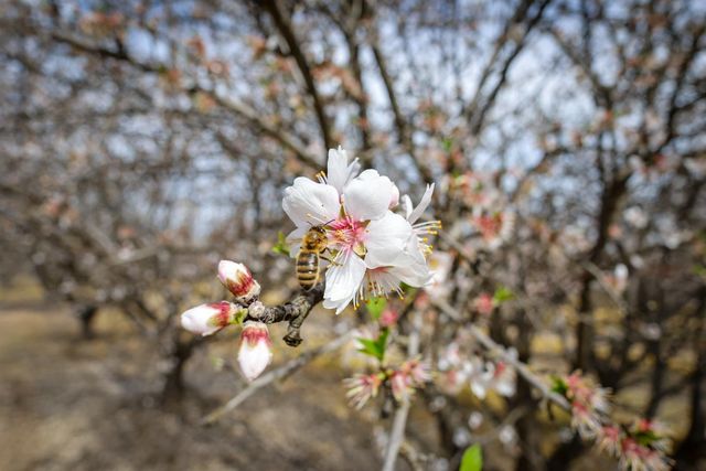 7581 E Kings Canyon Road, Fresno, CA 93737