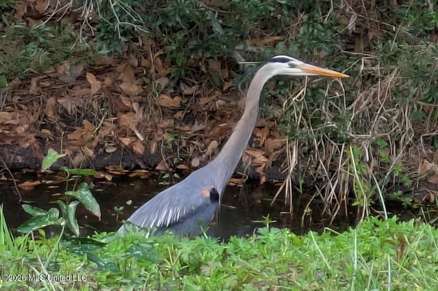 539 W Marigold Drive, Long Beach, MS 39560