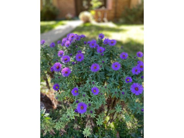 1123 Fordham St, Longmont, CO 80503