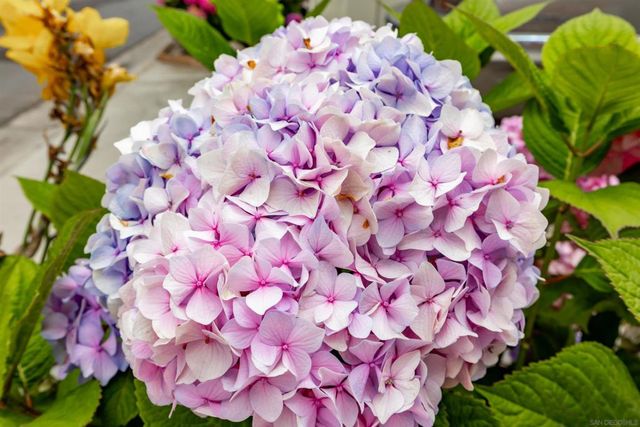 7241 San Luis St, Carlsbad, CA 92011