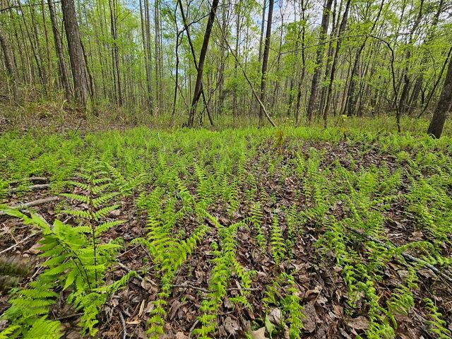 0 Talc Mine Road, Jasper, GA 30143