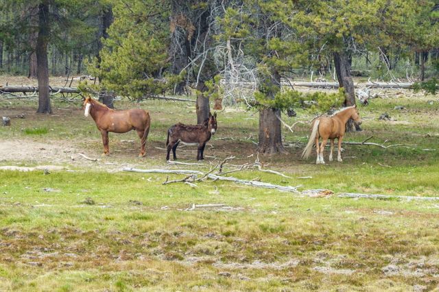 151772 Beal Road, La Pine, OR 97739