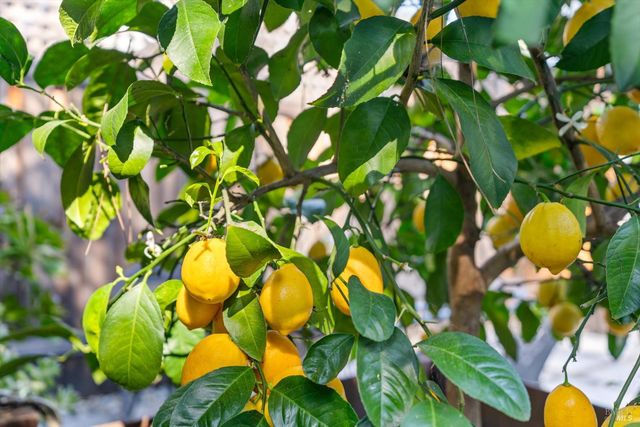 346 Piper St, Healdsburg, CA 95448