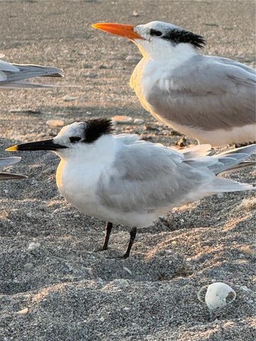 995 LAGUNA DRIVE 103, Venice, FL 34285