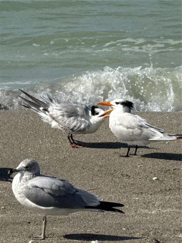 995 LAGUNA DRIVE 103, Venice, FL 34285