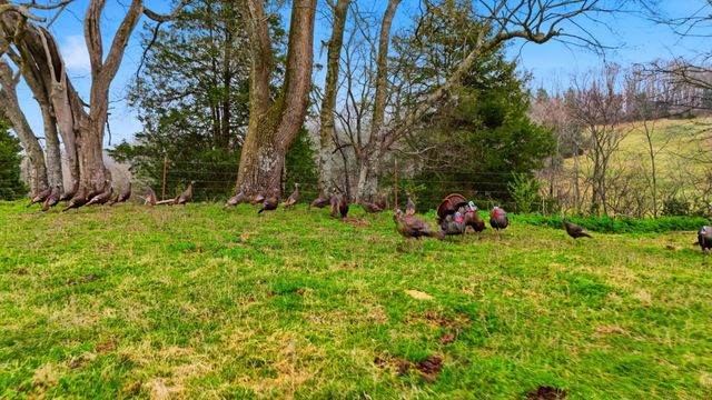 3633 Gnat Grove Rd, Cornersville, TN 37047