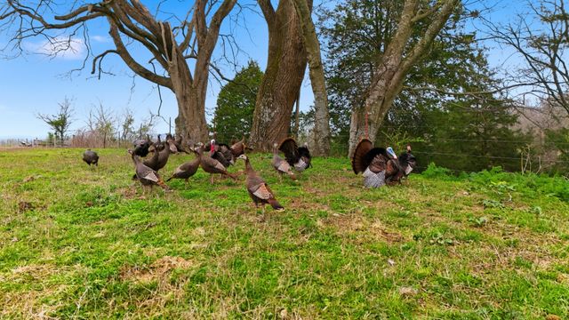 3633 Gnat Grove Rd, Cornersville, TN 37047