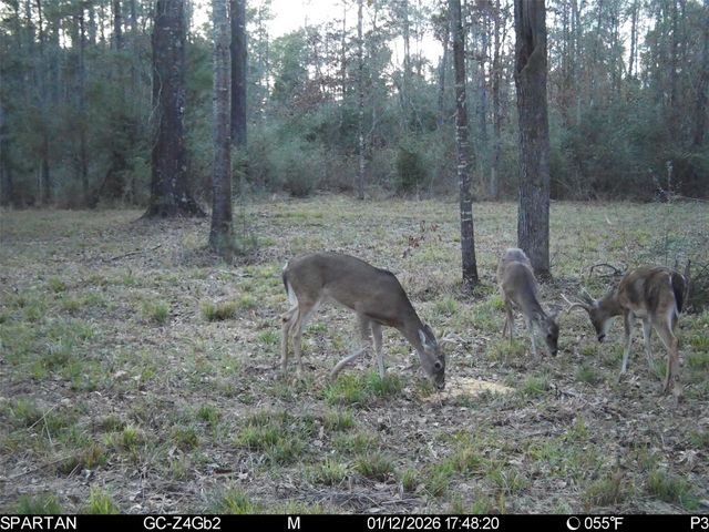 0 Chatfield Road, Livingston, TX 77351