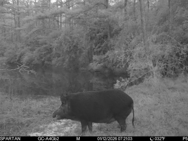 0 Chatfield Road, Livingston, TX 77351