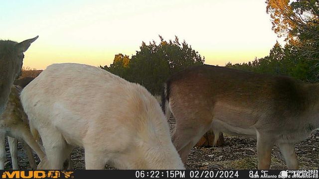 840 sd 23040, Rocksprings, TX 78880